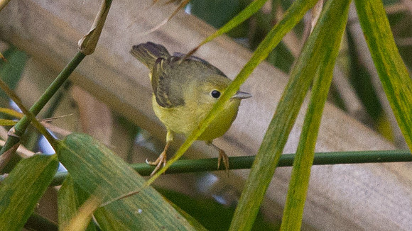 IMG_4529