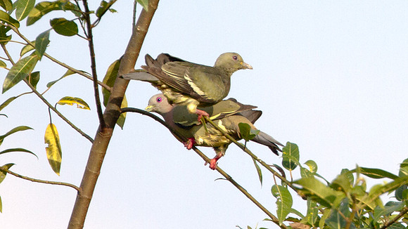 Pink-necked Green Pigeon (Treron vernans)