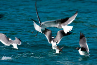 Laughing Gull (Larus atricilla)