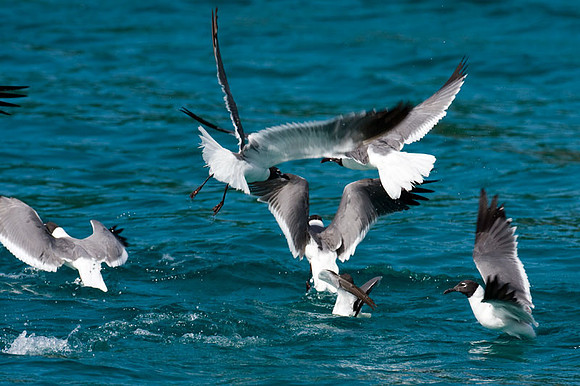 Laughing Gull (Larus atricilla)