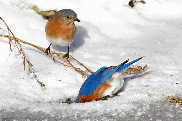 Eastern Bluebird (Sialia sialis) male; American Robin (Turdus migratorius) also known as North American Robin
