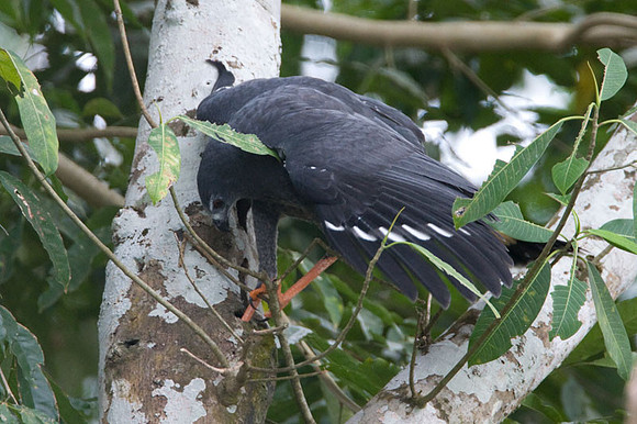 Crane Hawk (Geranospiza caerulescens)