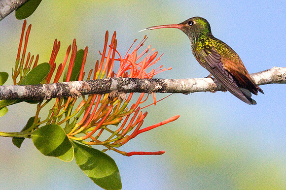 Rufous-tailed Hummingbird (Amazilia tzacatl)