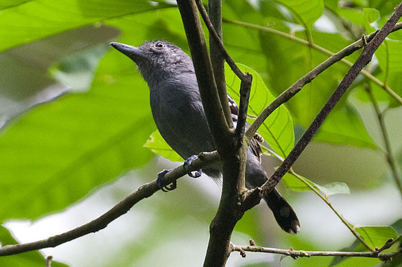 Western Slaty-Antshrike (Thamnophilus atrinucha)