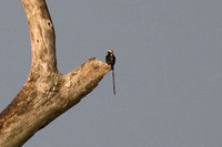 Long-tailed Tyrant (Colonia colonus)
