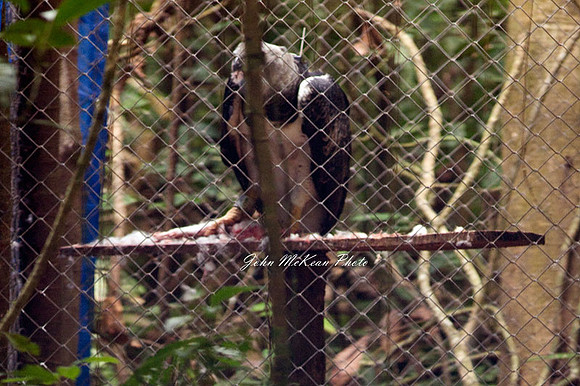 Harpy Eagle (Harpia harpyja) 2 year female