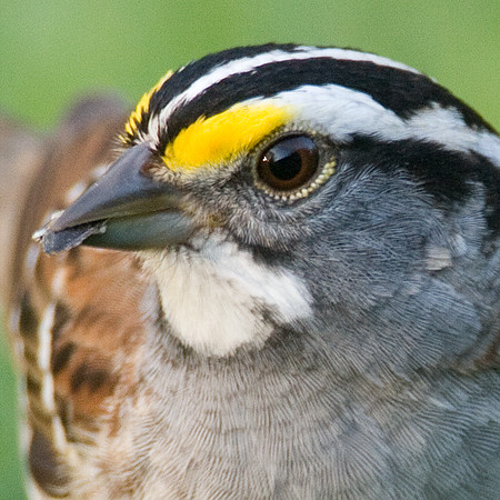 White-throated Sparrow (Zonotrichia albicollis)