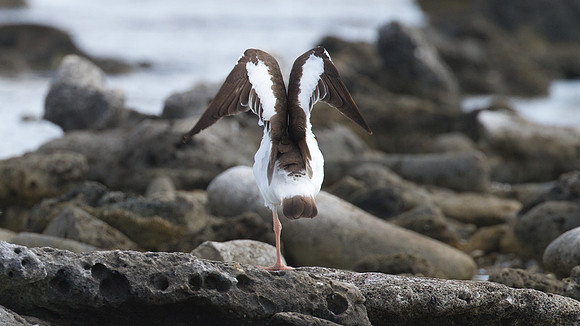 American Oystercatcher (Haematopus palliatus)