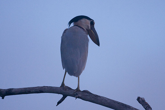 Boat-billed Heron (Cochlearius cochlearius)
