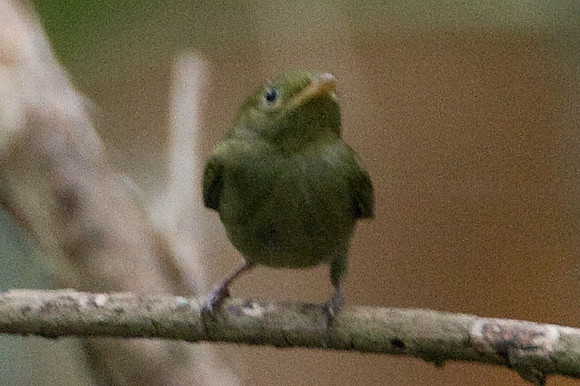 Red-capped Manakin (Pipra mentalis) female