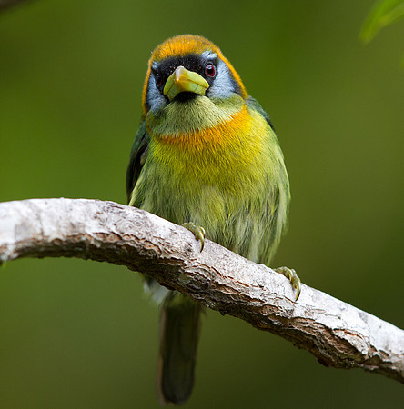 Red-headed Barbet (Eubucco bourcierii) Female