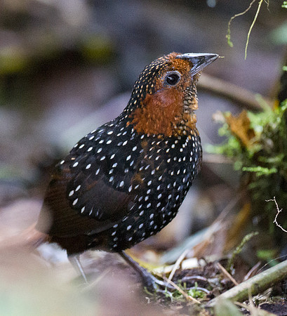Ocellated Tapaculo (Acropternis orthonyx)