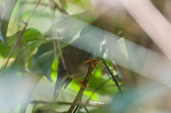 Lance-tailed Manakin (Chiroxiphia lanceolata) juvenile male