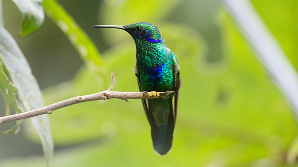 Sparkling Violetear (Colibri coruscans)
