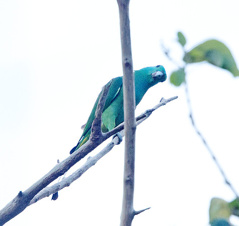 Blue-headed racket-tail (Prioniturus platenae)