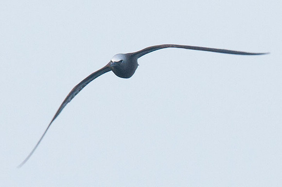Brown Noddy (Anous stolidus) also known as Common Noddy