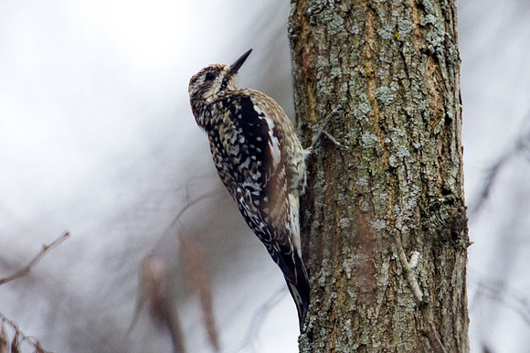 Yellow-bellied Sapsucker (Sphyrapicus varius) female
