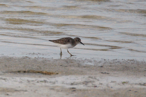 Least Sandpiper (Calidris minutilla)