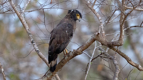 Crested serpent eagle (Spilornis cheela)