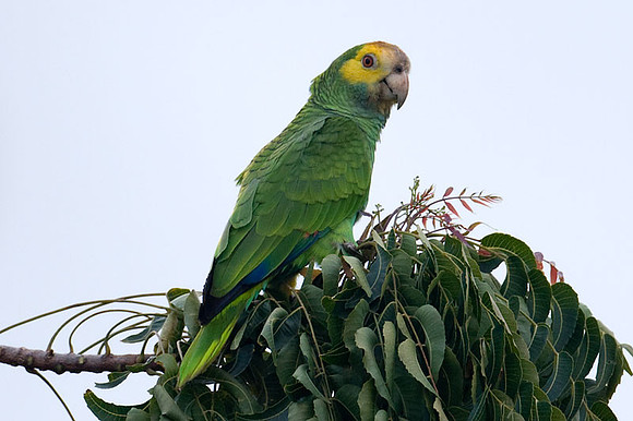 Yellow-shouldered Amazon (Amazona barbadensis) also known as Yellow-shouldered Parrot