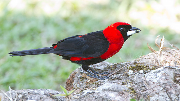Masked Crimson Tanager (Ramphocelus nigrogularis)