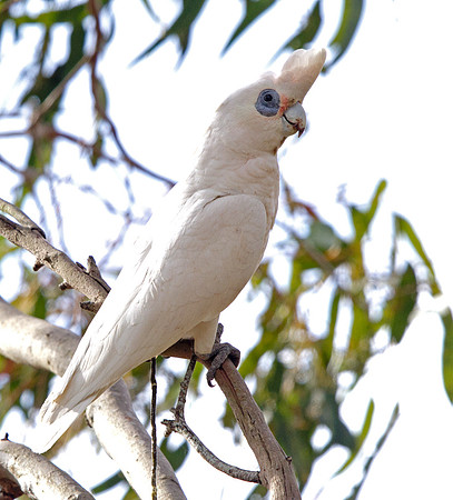 Long-billed corella (Cacatua tenuirostris)