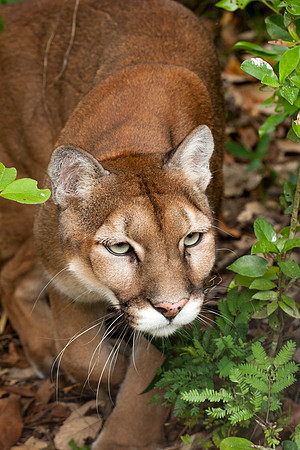 Puma (Puma concolor) captive