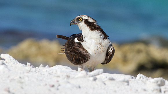 Osprey (Pandion haliaetus)