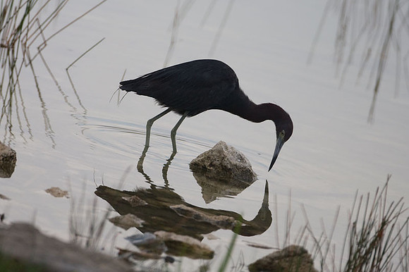 Little Blue Heron (Egretta caerulea)
