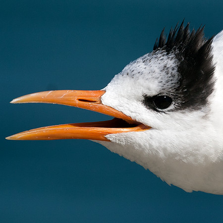 Royal Tern (Thalasseus maximus)