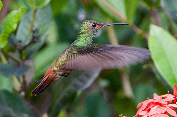 Rufous-tailed Hummingbird (Amazilia tzacatl) female or juvenile