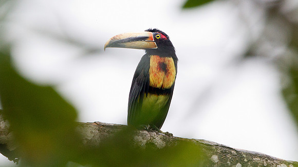 Collared Aracari (Pteroglossus torquatus) pale mandibled