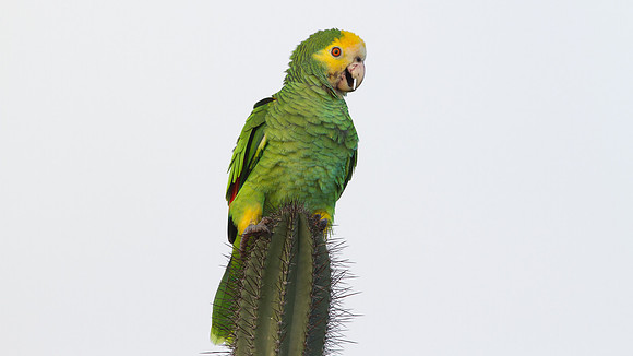 Yellow-shouldered Amazon (Amazona barbadensis)