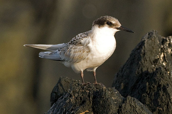 Roseate Tern (?)(Sterna dougallii) juvenile