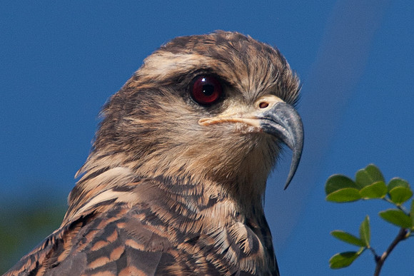 Snail Kite (Rostrhamus sociabilis)