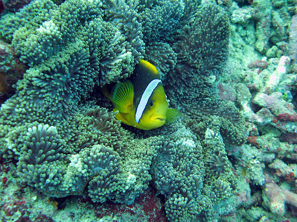 Clown Fish (Family Amphiprioninae)