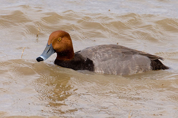 Redhead (Aythya americana)