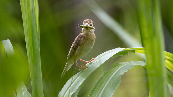 Baya Weaver (Ploceus philippinus) Female