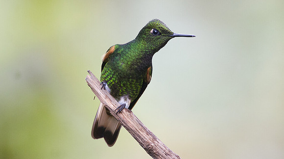 Buff-tailed Coronet (Boissonneaua flavescens)