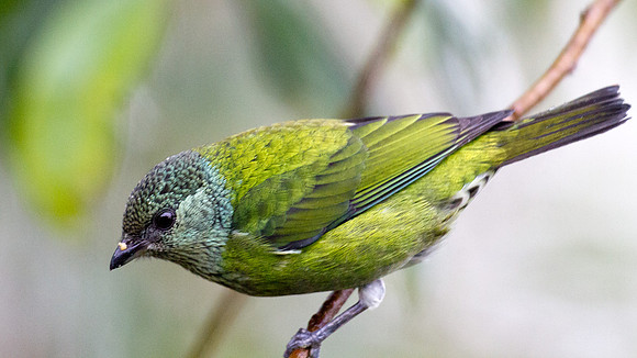 Black-capped Tanager (Tangara heinei)