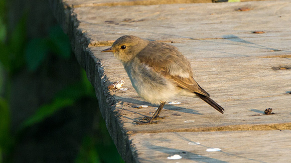 Drab Water-tyrant (Ochthornis littoralis)