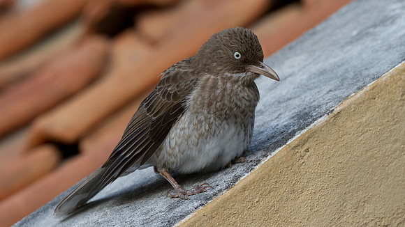 Pearly-eyed Thrasher (Margarops fuscatus)