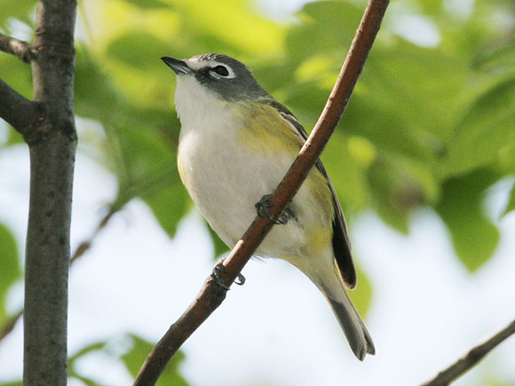 Blue-headed Vireo (Vireo solitarius)