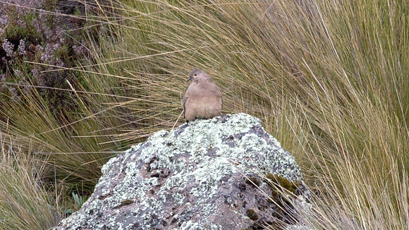 Black-winged Ground Dove (Metriopelia melanoptera)