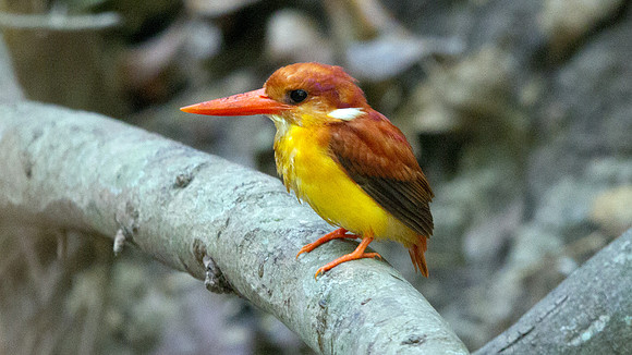 Rufous-backed kingfisher (Ceyx rufidorsa)