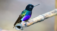 Velvet-purple Coronet (Boissonneaua jardini)