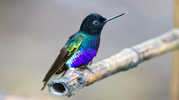 Velvet-purple Coronet (Boissonneaua jardini)