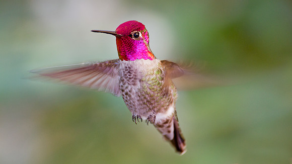 Anna's Hummingbird (Calypte anna)