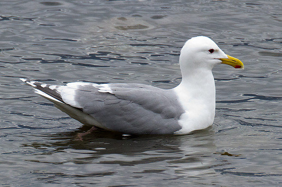 Glaucous-winged Gull (Larus glaucescens)