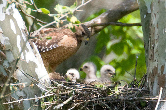 Red-shouldered Hawk (Buteo lineatus) adult and juvenile